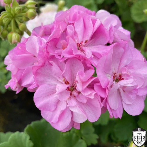 Pelargonium 'Grasia Kappadokia' - Pelargoon 'Grasia Kappadokia' P9/0,55L